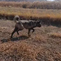 واگذاری توله سگ سرابی ماده۸ماهه زات قدیم مخصوص گله|سگ|تبریز, |دیوار