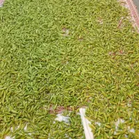 بامیه حمیدیه