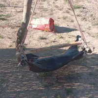 فروش مشک دوغ