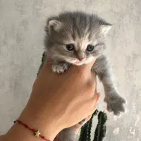 بچه گربه بریتیش اسکاتیش