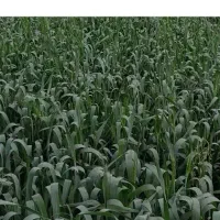 گندم هشترود دیم اعلا دینور