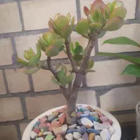 گل یشم یا گل ثروت