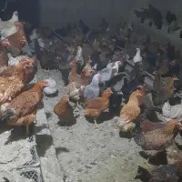 مرغ تخمگذاری بومی گلپایگان