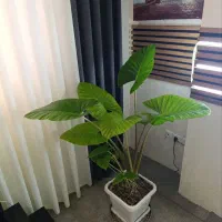 بابا آدم گل لاکچری|گل و گیاه طبیعی|قم, سید معصوم|دیوار