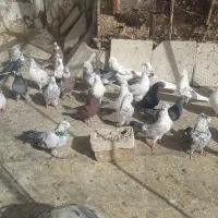 کفتر پرشی|پرنده|رباط‌کریم, منجیل آباد|دیوار