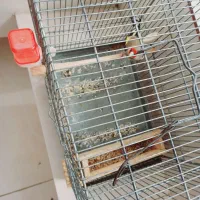 سهره دورگ گل بلند بخون