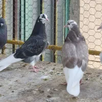 کبوتر ، پرنده