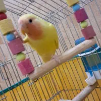 طوطی برزیلی