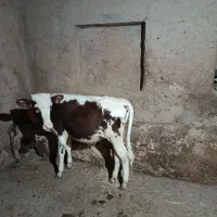 گوساله نر سیمینتال