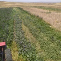 دروگر بشقابی تیلر