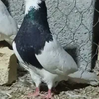 کبوتر طوقی