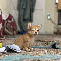 سگ بازیگوش خوشگل و دوست داشتنی