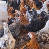 مرغ و خروس محلی