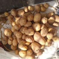 سیب زمینی جلی بذری ۴۰۱ ودراتی