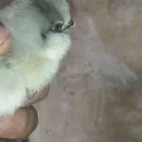 مرغ گلین همراه جوجهاش