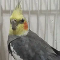 عروس هلندی نر مست مست