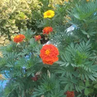 سهمیه اب کشاورزی