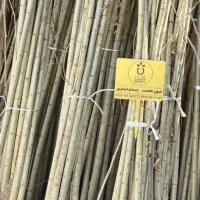 فروش صنوبر تـرک