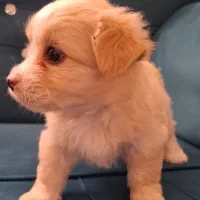 توله سگ|سگ|شیراز, شهرک قمشه|دیوار