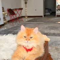 گربه بریتیش