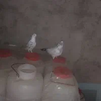 کبوتر تکپر|پرنده|کلاله, |دیوار