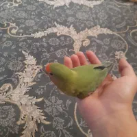 جوجه کوتوله نرمه خور و سرلاکی