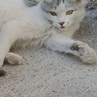 گربه خانگی