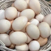تخم اردک  و مرغ تازه روزانه