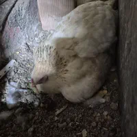 مرغ برهما کرچ|حیوانات مزرعه|آبیک, |دیوار