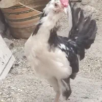 جوجه خروس گلین