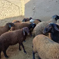 فروش ۱۴ راس گوسفند نر