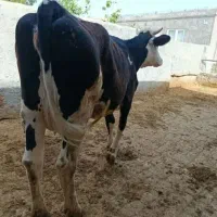 خرید‌وفروش گاووگساله‌