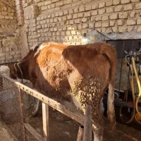 گاوسیمنتال قرمز