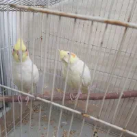 عروس هلندی