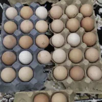تخم مرغ نطفه دار و خوراکی