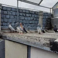 بدرنگ زرد موشی الماسی