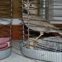 اسباب بازی مجسمه پرنده