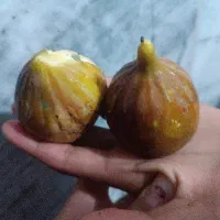 انجیر روستایی