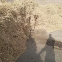 بیده یونجه بنچه شده