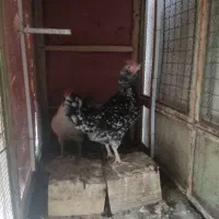 سلام دوستان عزیز مرغ و خروس درجه یک
