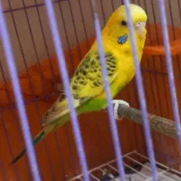 مرغ عشق انگلیسی و رینبو