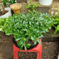 گل داودی چهارفصل سرو شیراز میخک عبایی پاپیتال گلدا|گل و گیاه طبیعی|مشهد, چهارچشمه|دیوار