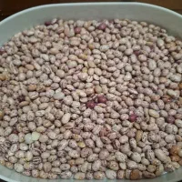لوبیا چیتی