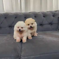 سگ فانتزی آپارتمانی|سگ|تهران, جمهوری|دیوار