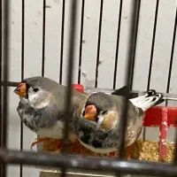 فروش پرنده زینتی