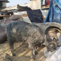 بز ماده|حیوانات مزرعه|شریفآباد, |دیوار