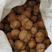 گردو آلوچه تفتاله(قیصی)|خوردنی و آشامیدنی|فولادشهر, مسکن مهر فولادشهر|دیوار