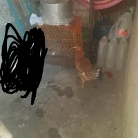 واروک مرغ محلی