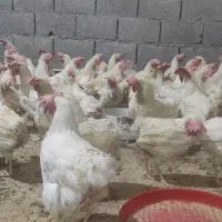 مرغ هلندی ،مادر|حیوانات مزرعه|جم, |دیوار