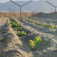 باغ-انگور-باغ-بادام-باغ-گردو-باغ-میوه-نوباغ